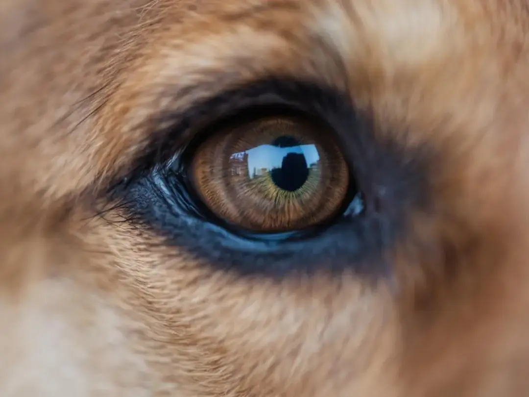 Goldendoodle Blog Banner