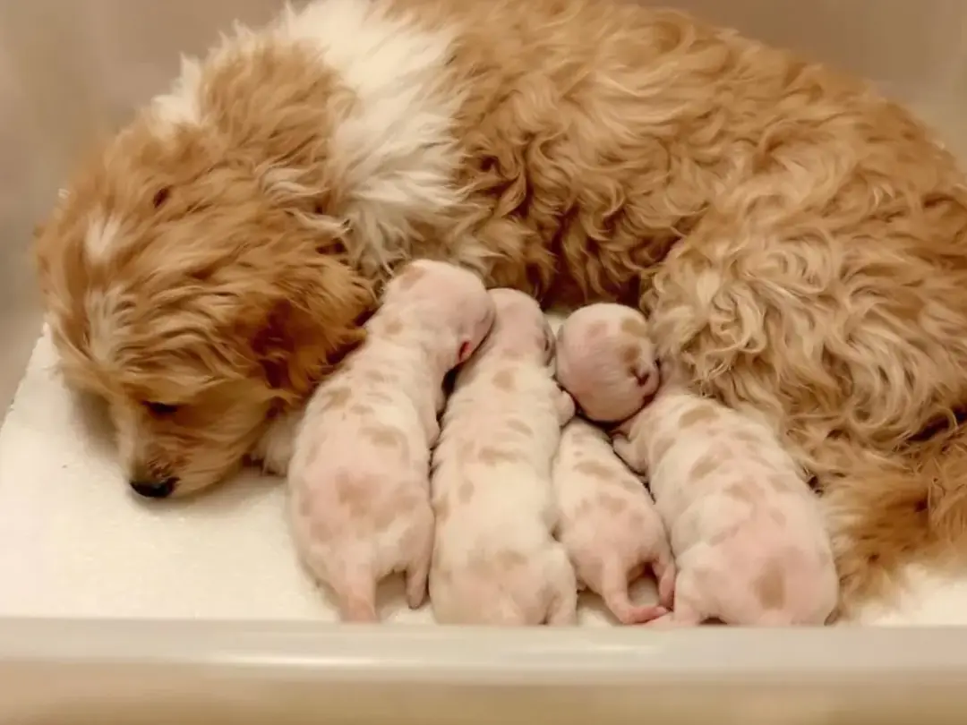 In a clean whelping box, newborn Goldendoodle puppies are nursing from their mother, a female golden retriever...
