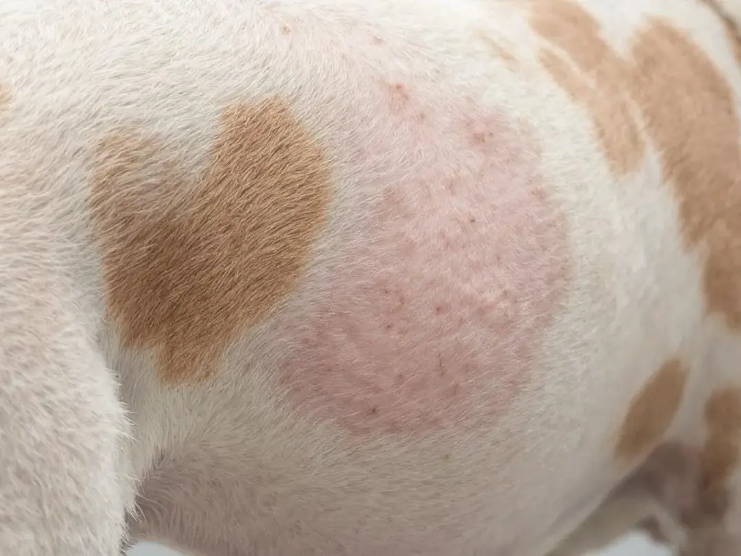 Goldendoodle Blog Banner