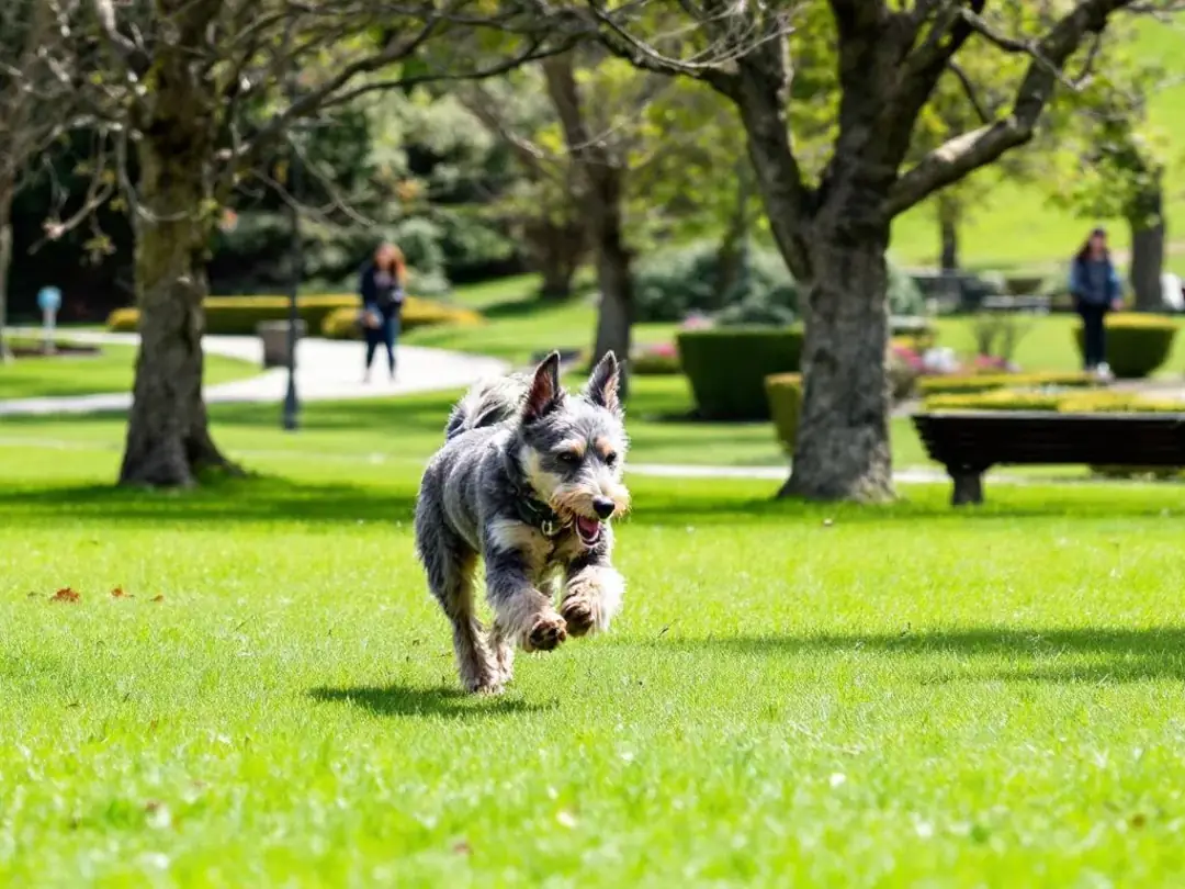 A medium-sized dog with a wiry coat is joyfully running in a park, surrounded by green grass and trees, embodying the...