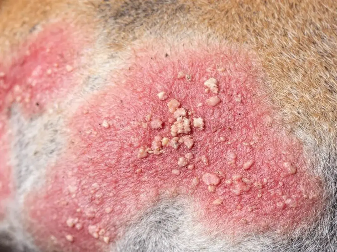 Goldendoodle Blog Banner