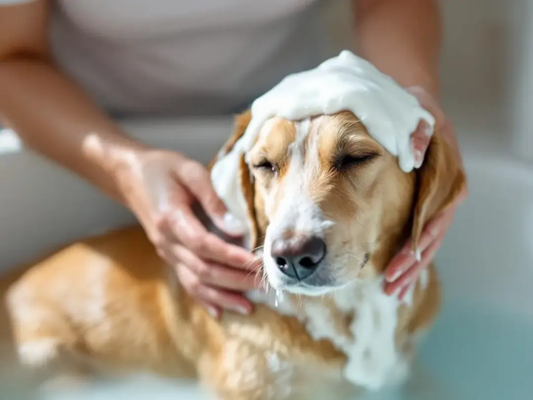 A dog is receiving a medicated bath, with a gentle application of therapeutic shampoo designed to treat skin...