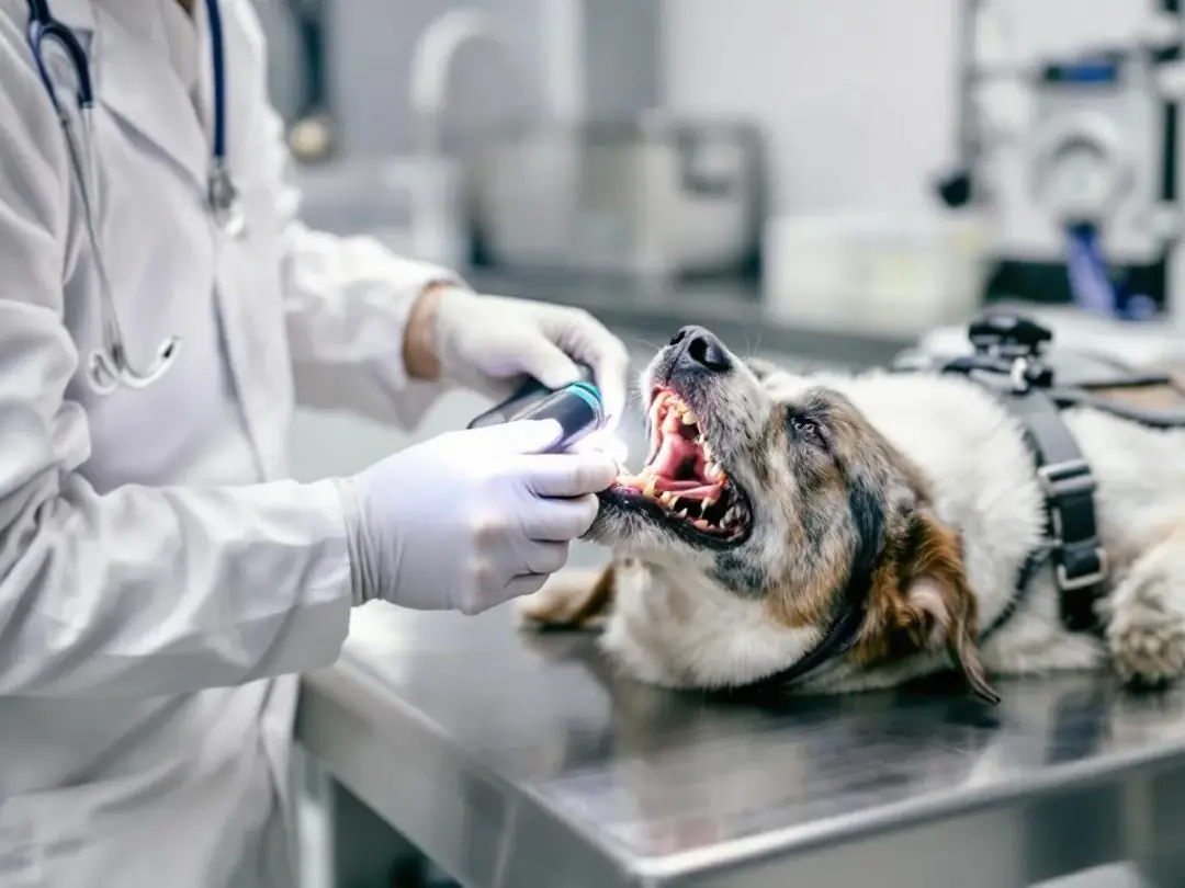 A veterinarian is examining a dog's mouth during a clinical assessment, focusing on the dog's oral cavity to check for...