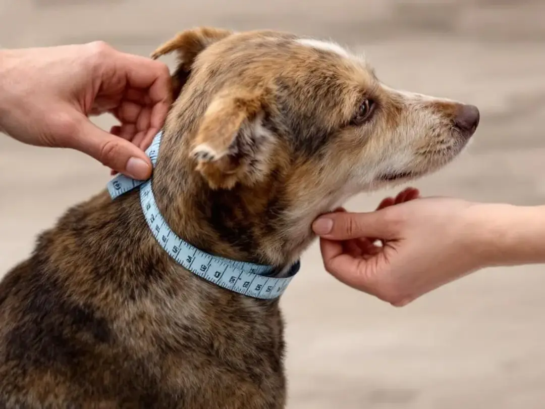 In the image, hands are carefully measuring a dog's neck circumference with a measuring tape, ensuring the correct size...