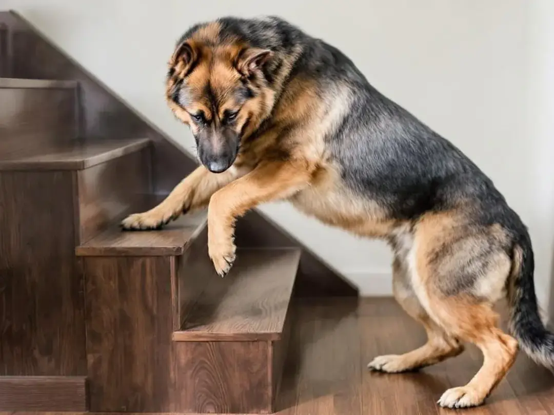A large breed dog hesitates at the bottom of the stairs, showing signs of discomfort that may indicate early symptoms...