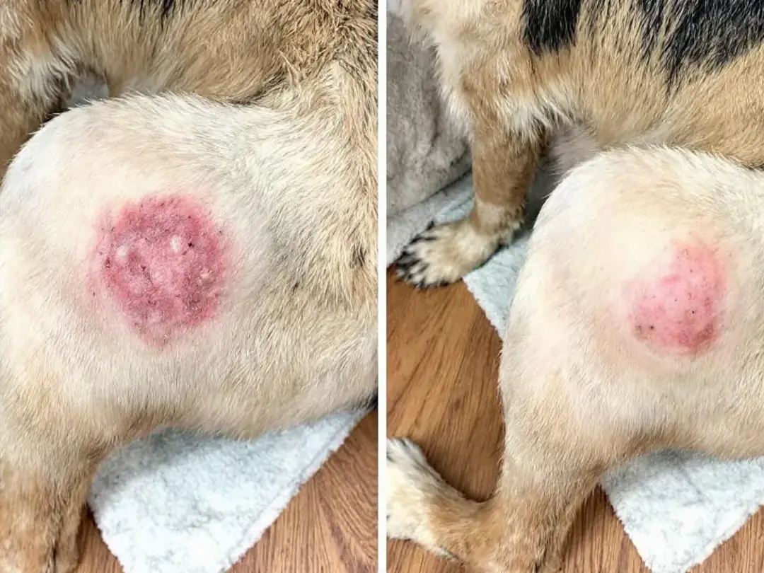 The image shows a before and after comparison of a dog's hot spot healing stages, illustrating the progression from an...