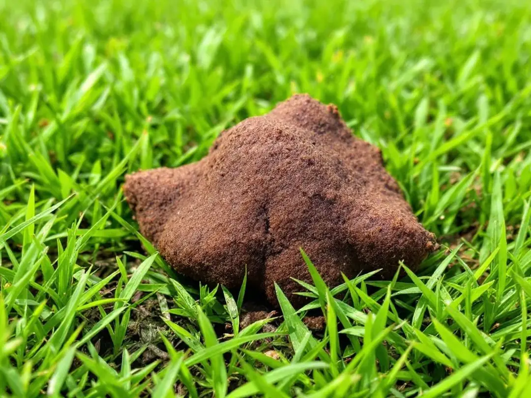 Goldendoodle Blog Banner