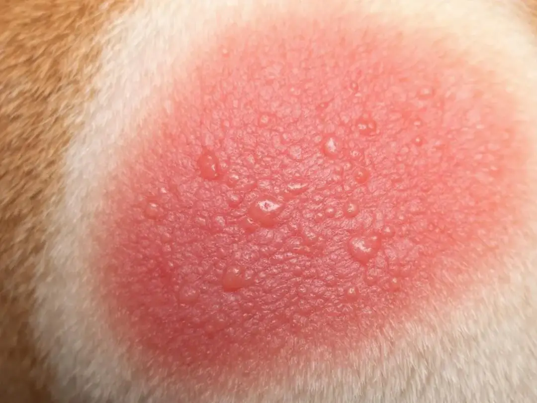 Goldendoodle Blog Banner