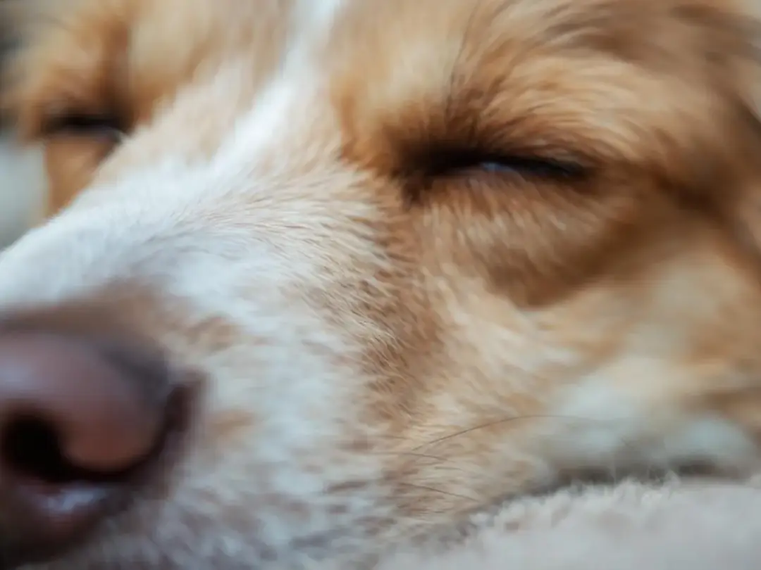 A close-up of a dog's face reveals a peaceful sleeping pup with closed eyelids, showcasing normal twitching as it...