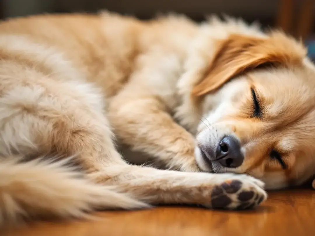 A dog is lying peacefully on its side in deep sleep, with its closed eyelids occasionally fluttering as it twitches...
