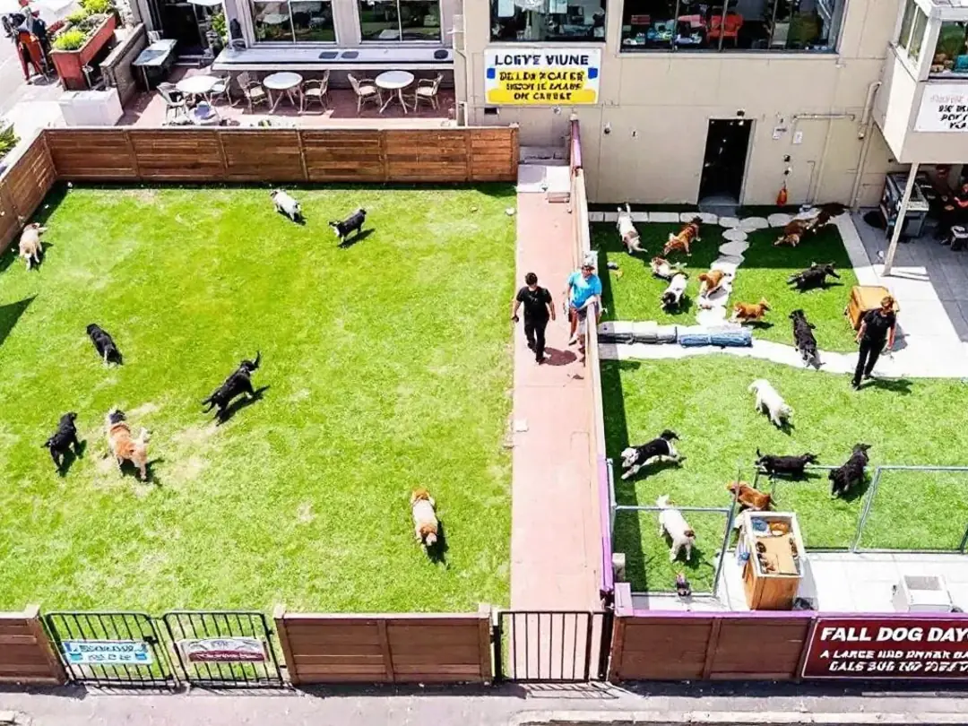 In a dog daycare facility, large and small dogs are happily playing in separate, designated areas, ensuring...