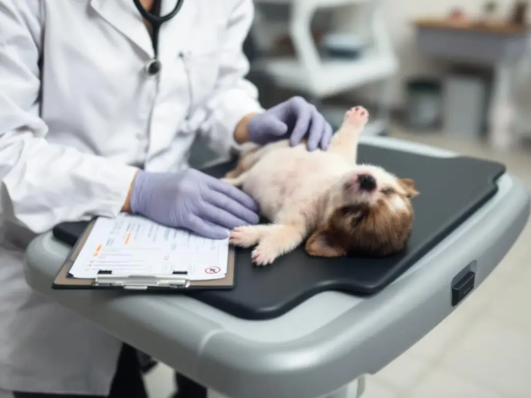 A veterinarian is examining a small puppy on an examination table, with vaccination and health certificates placed...