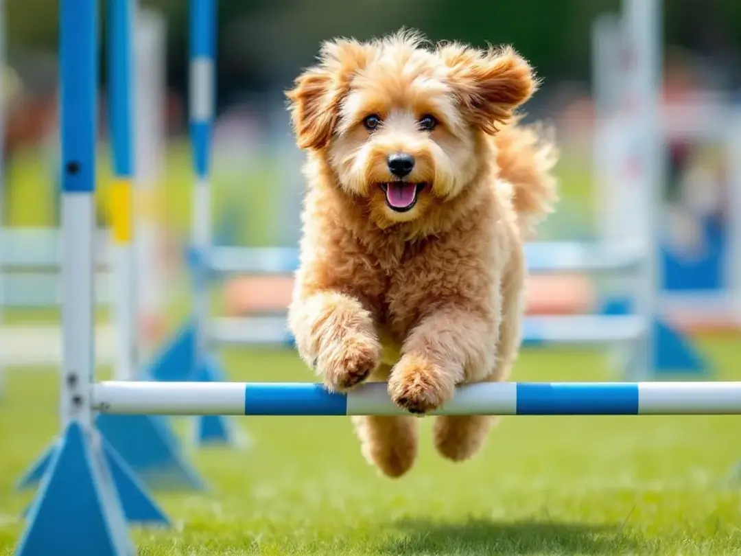 A goldendoodle is seen running through an agility course with focused determination, showcasing its energetic and...
