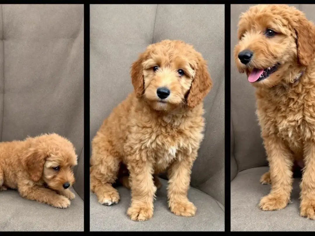 The image depicts a goldendoodle puppy at various stages of growth, ranging from 8 weeks to 18 months, showcasing the...