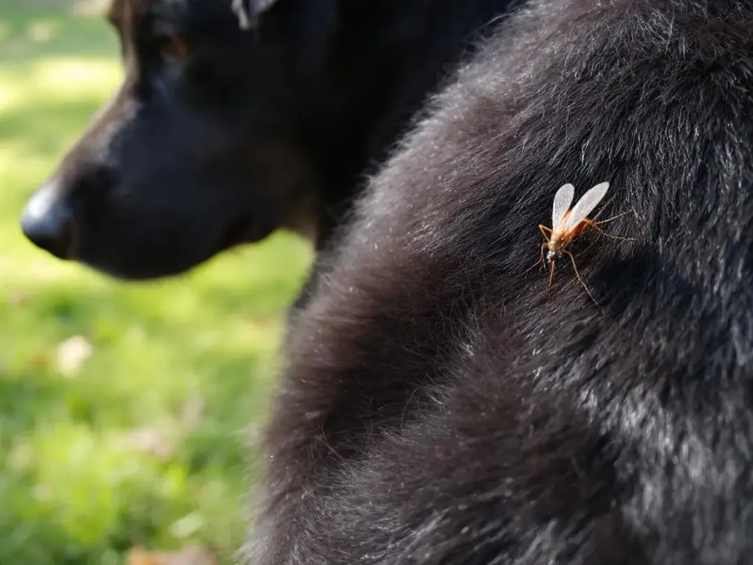 A mosquito is perched on a dog's fur in an outdoor setting, highlighting the risk of heartworm disease as these insects...