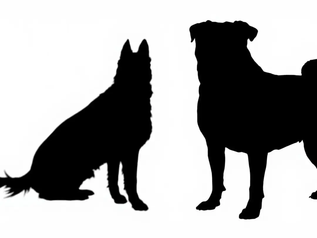 In this image, silhouettes of various dog breeds are displayed, highlighting the physical characteristics of...