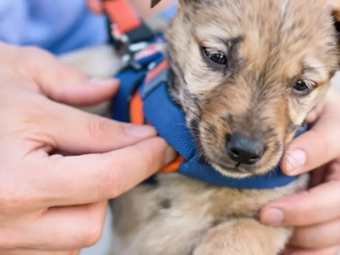 A close-up image shows a puppy wearing a dog harness, with a demonstration of the proper two-finger fit check around...