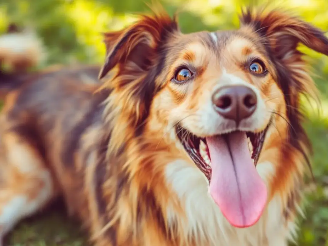 Is My Dog Mad at Me Blog Banner