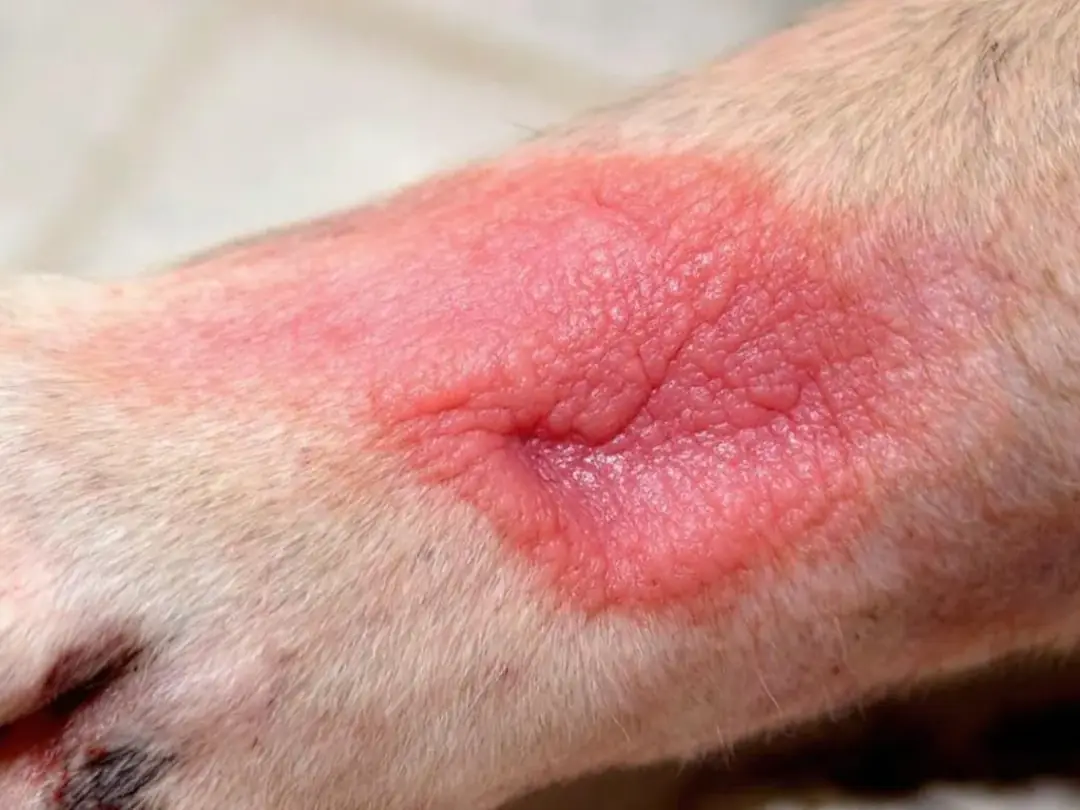 Goldendoodle Blog Banner