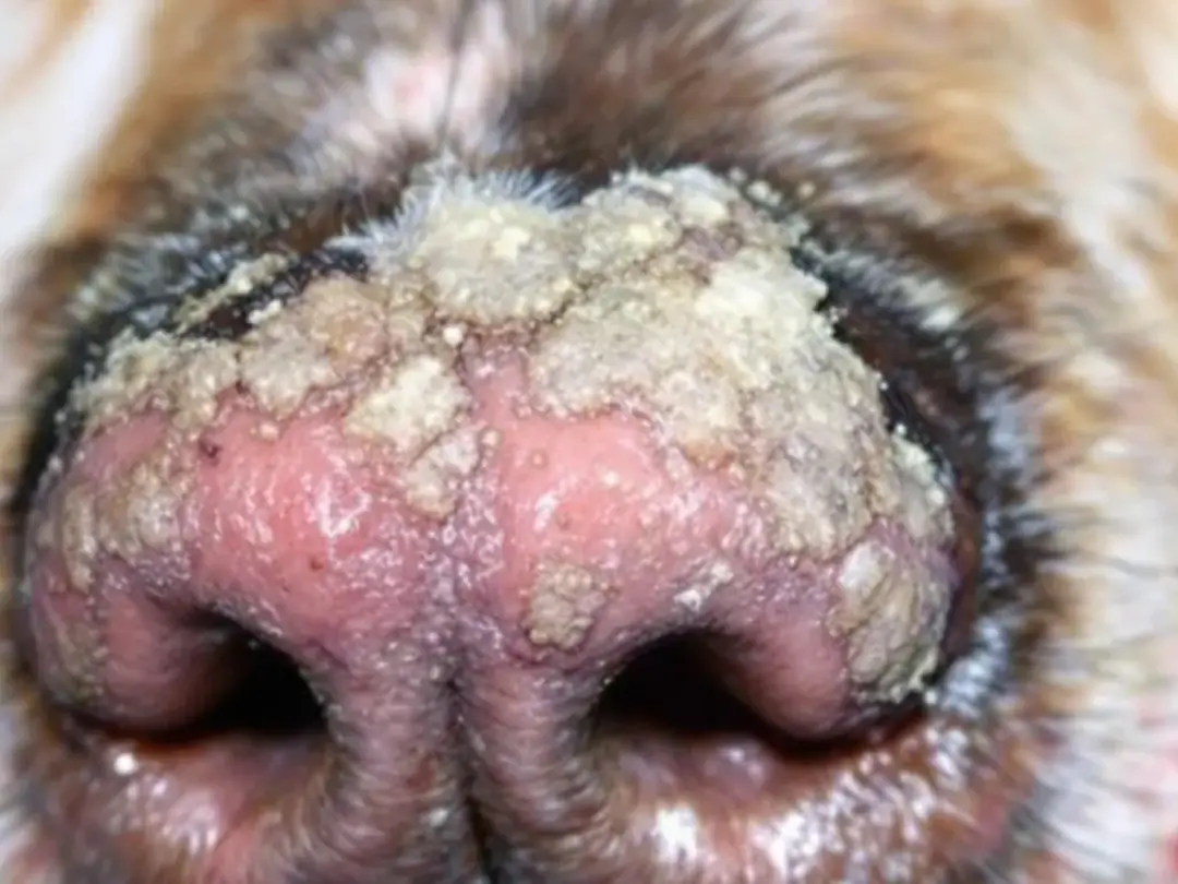 A close-up image of a dog's nose reveals depigmentation and skin lesions, indicative of discoid lupus erythematosus, a...
