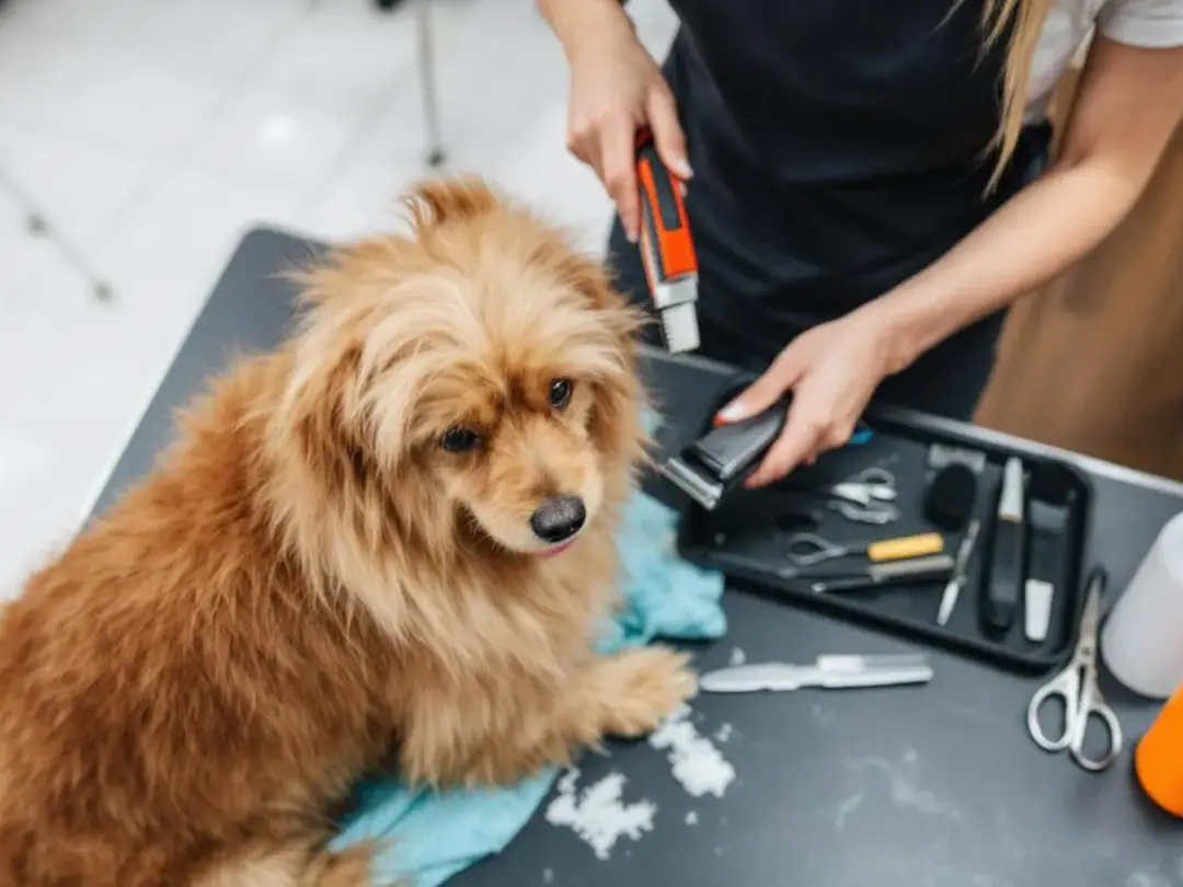 A mini goldendoodle is being groomed, surrounded by various grooming tools such as clippers and brushes, showcasing the...