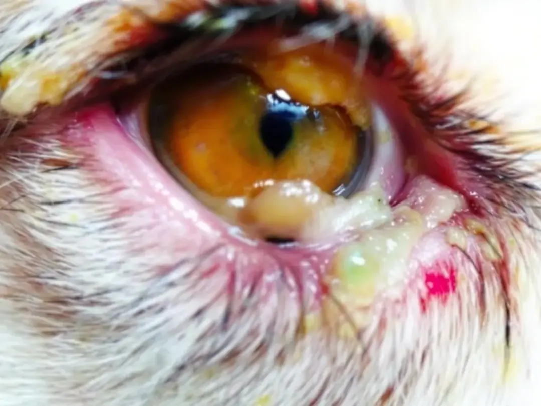 A close-up view of a dog's eye showcases various types of eye discharge, including clear, yellow, and green secretions...