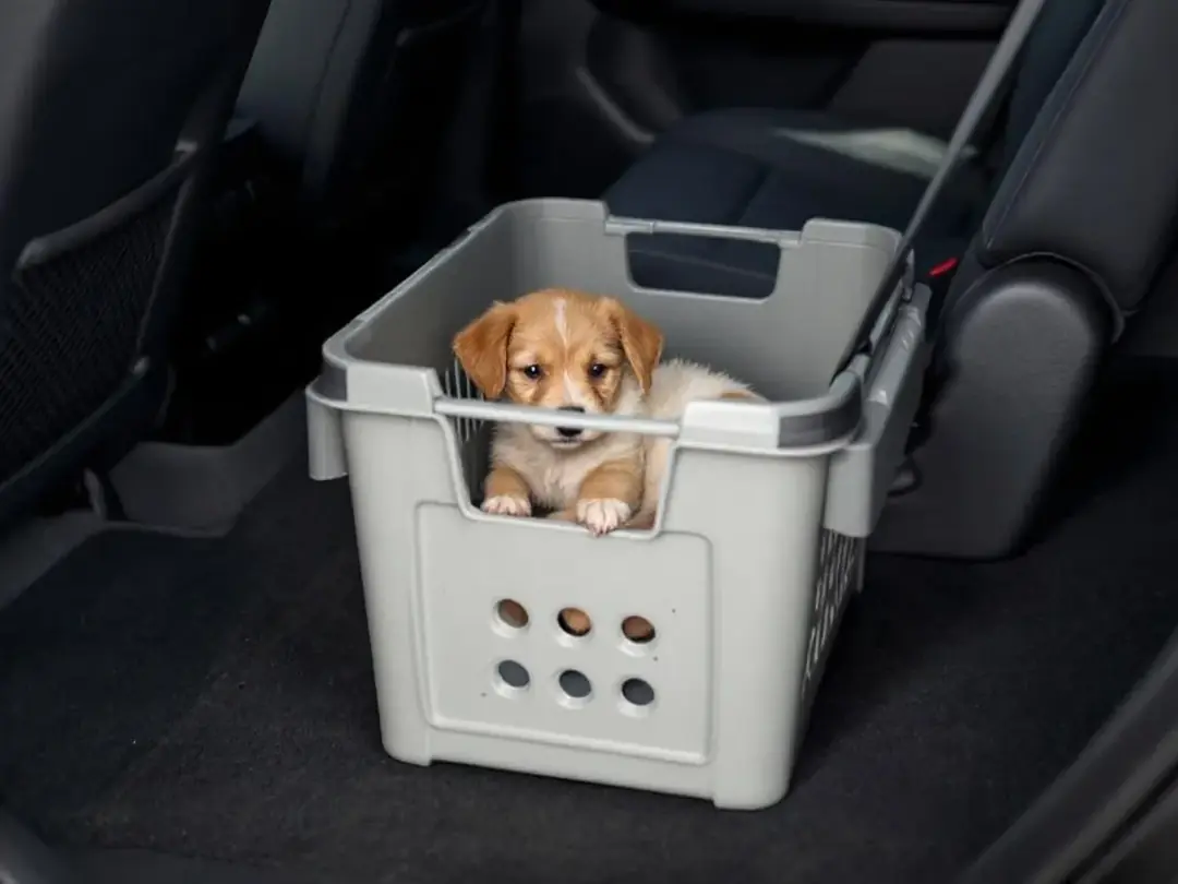 Goldendoodle Blog Banner