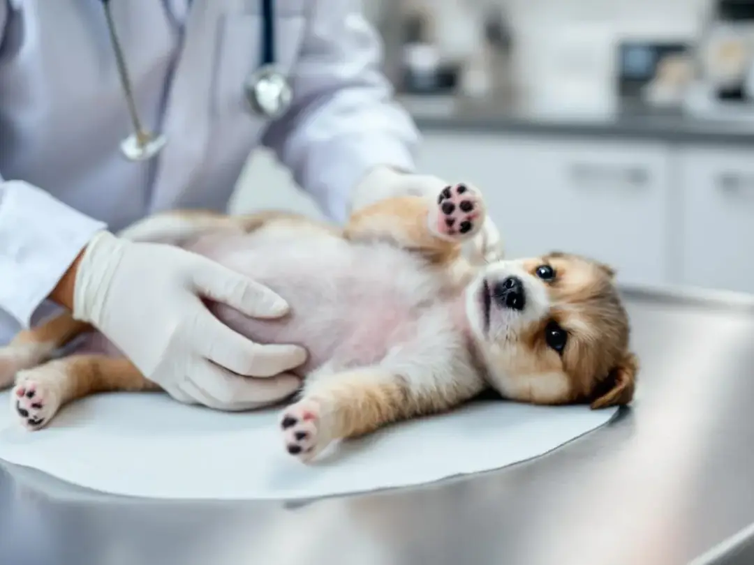 Goldendoodle Blog Banner