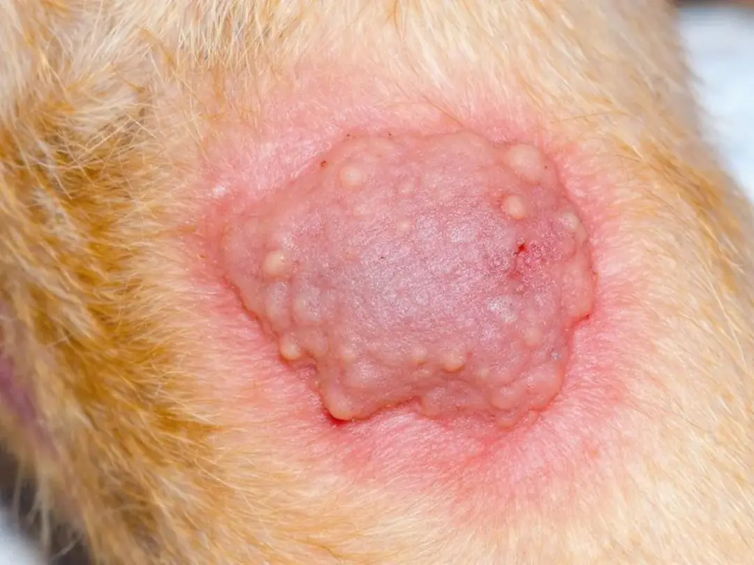A close-up image shows a mast cell tumor on a dog's leg, characterized by a raised, reddish appearance, indicating the...