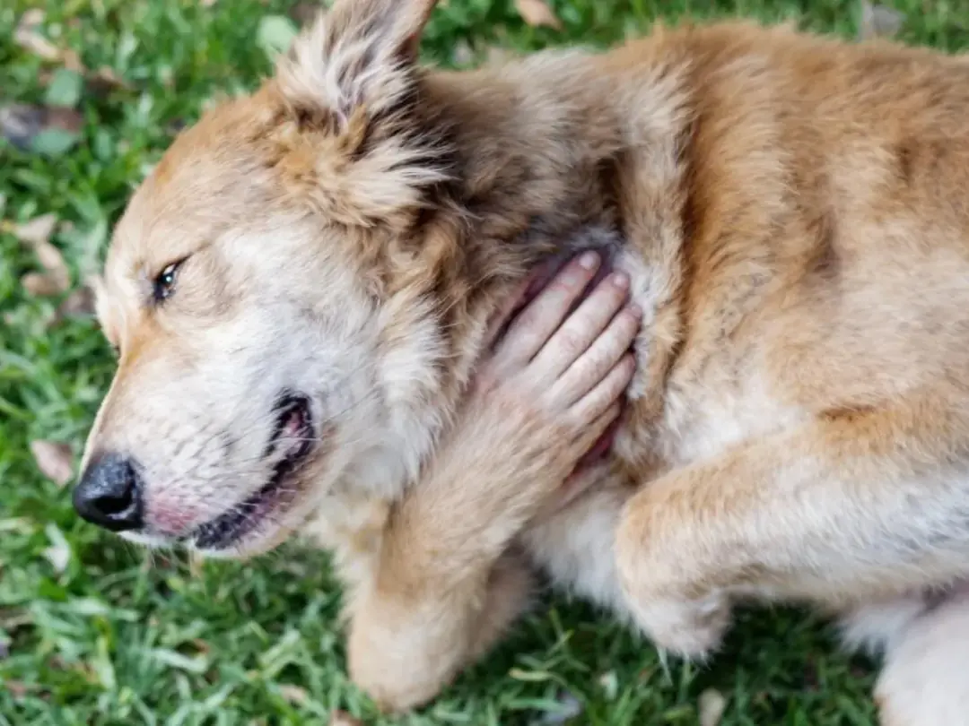 A dog is scratching intensely at its neck area, displaying typical behavior associated with skin irritation, which...
