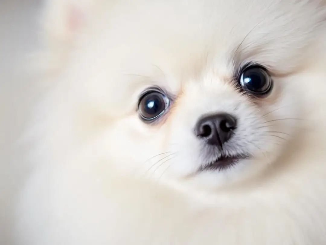 A close-up portrait of a small Pomeranian showcases its fluffy coat and bright eyes, embodying the charm of smaller...