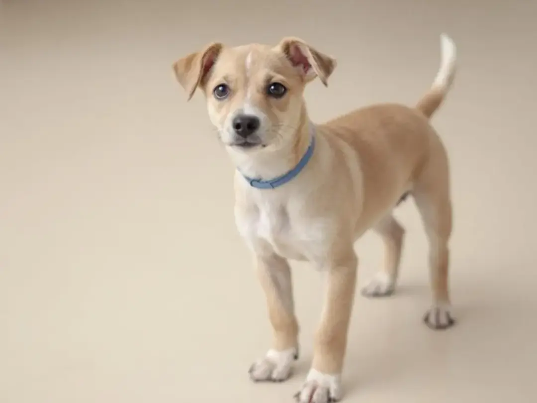 A balanced puppy stands confidently with a calm demeanor during a temperament test, showcasing its friendly attitude...
