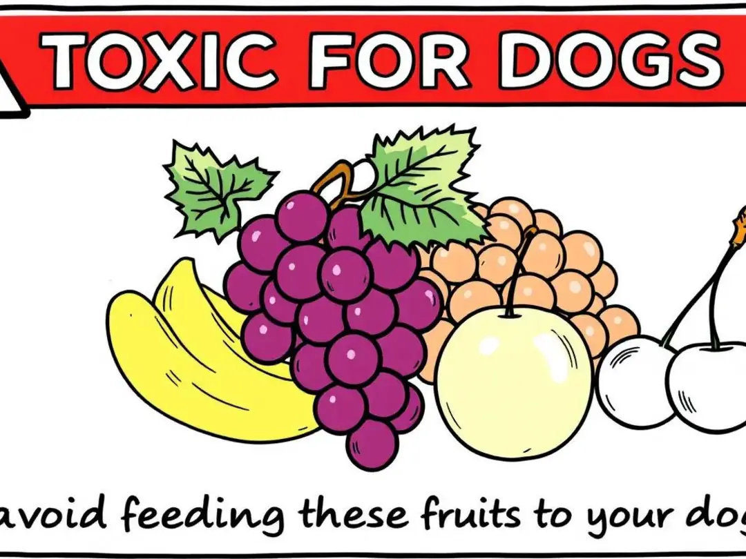 An illustration warning against feeding dogs toxic fruits, featuring grapes, cherries with pits, and other dangerous...