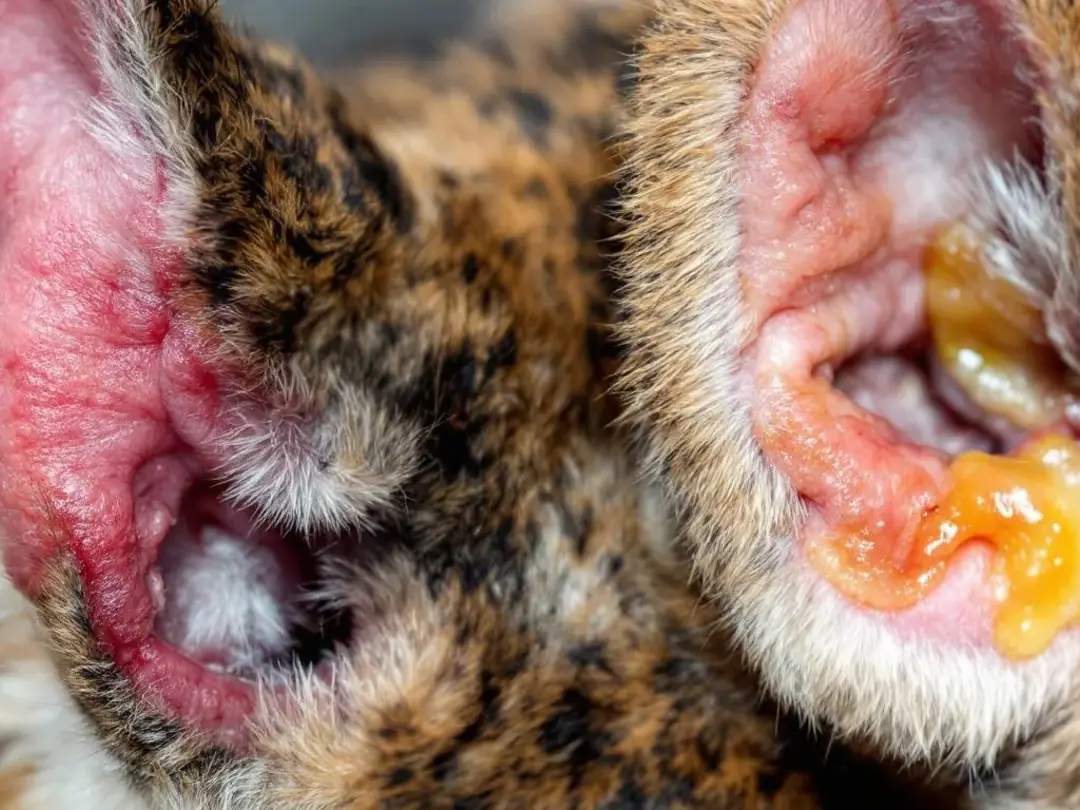 A close-up comparison shows a healthy dog's ear with a clean, pink ear canal on one side, while the other side displays...