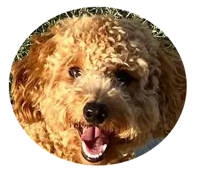 ABCs Puppy Zs Extended Familia Micro Goldendoodle Instagram
Snap