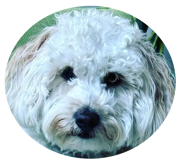 ABCs Puppy Zs Extended Familia Micro Goldendoodle Instagram
Snap