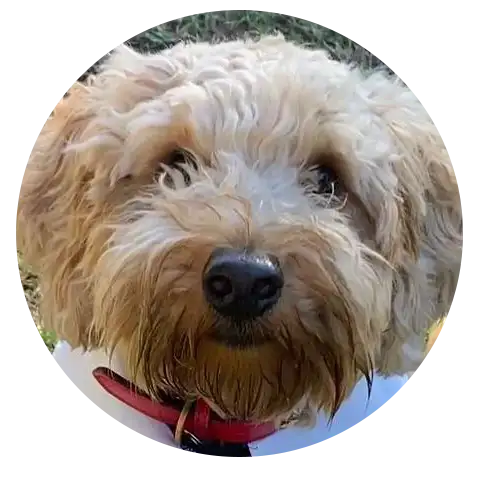 ABCs Puppy Zs Extended Familia Micro
Goldendoodle Instagram Snap