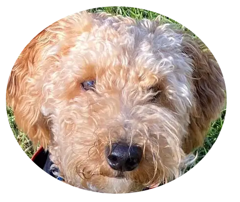 ABCs Puppy Zs Extended Familia Micro
Goldendoodle Instagram Snap