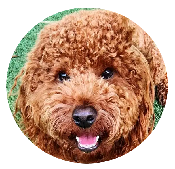 ABCs Puppy Zs Extended Familia Micro Goldendoodle Instagram
Snap