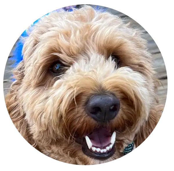 ABCs Puppy Zs Extended Familia Micro Goldendoodle Instagram
Snap