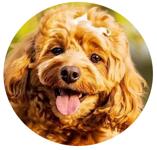 ABCs Puppy Zs
            Extended Familia Micro Teacup Goldendoodle Instagram Snap