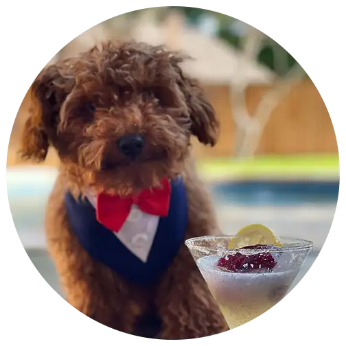 ABCs
            Puppy Zs Extended Familia Micro Teacup Goldendoodle Instagram Snap