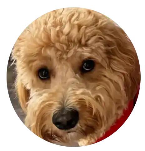 ABCs Puppy Zs Extended Familia Mini Goldendoodle
					Instagram Snap