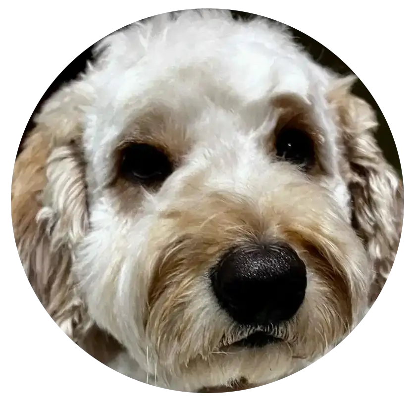 ABCs Puppy Zs Extended Familia Mini Goldendoodle Instagram Snap