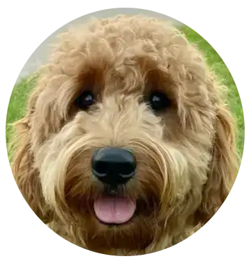 ABCs Puppy Zs Extended Familia Mini Goldendoodle Instagram
					Snap