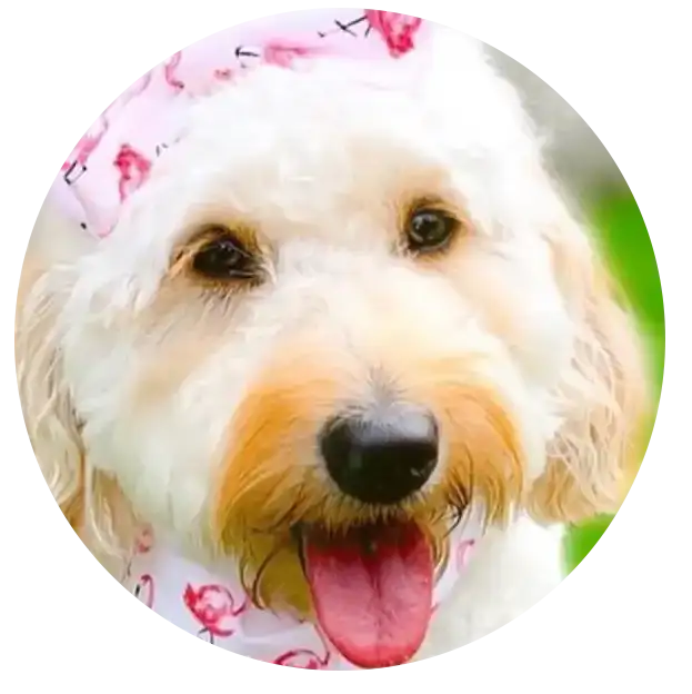 ABCs Puppy Zs Extended Familia Mini Goldendoodle Instagram
					Snap