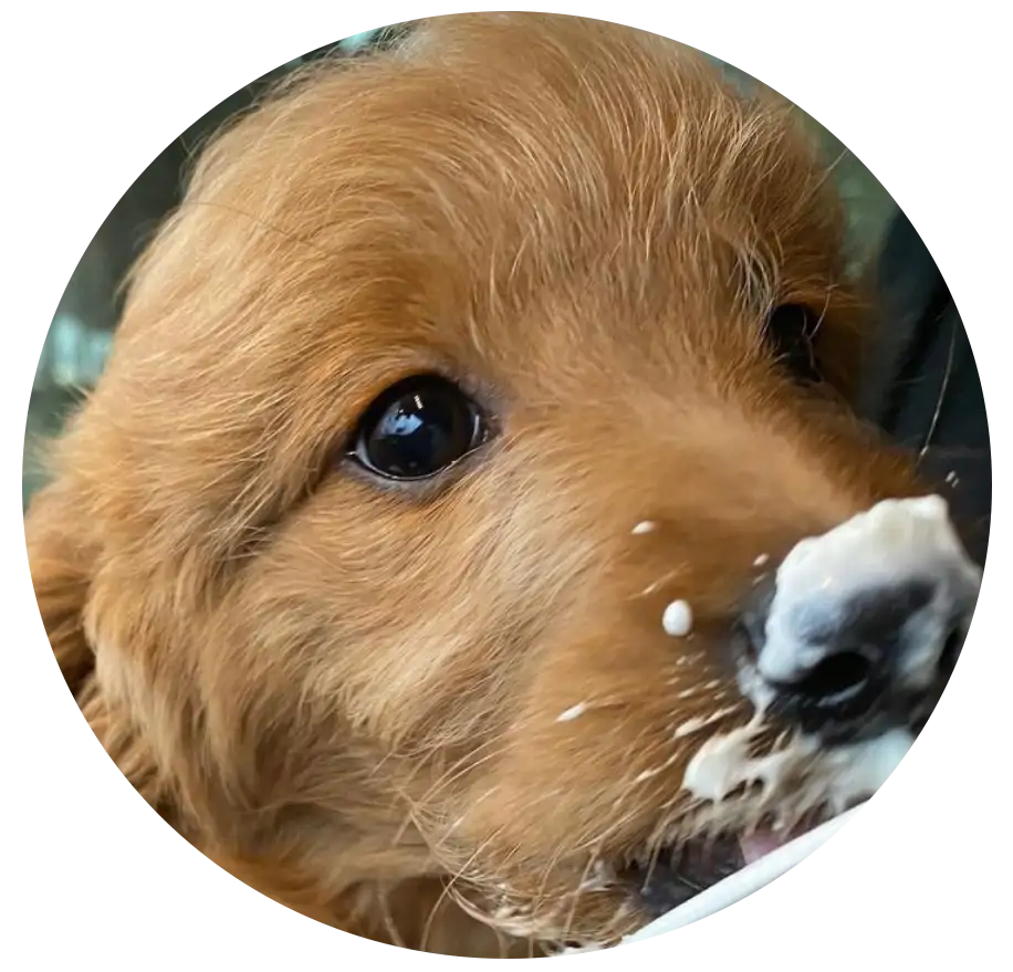 ABCs Puppy Zs Extended Familia Mini Goldendoodle Instagram
					Snap