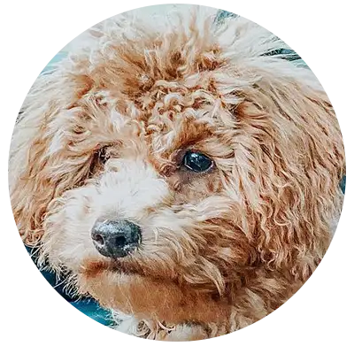 ABCs Puppy Zs Extended Familia Micro Goldendoodle Instagram Snap