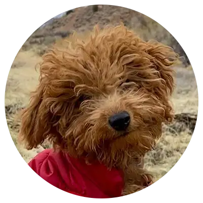 ABCs Puppy Zs Extended Familia Micro Goldendoodle Instagram Snap