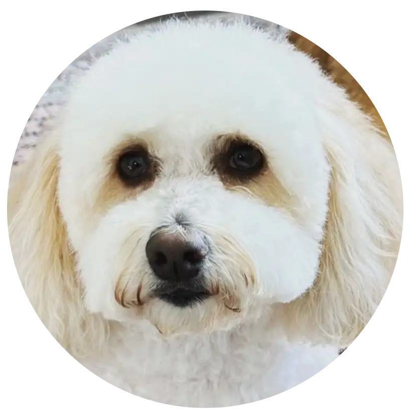 ABCs Puppy Zs Extended Familia Micro Goldendoodle Instagram Snap